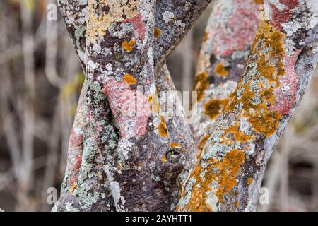 Nahaufnahme eines mit Flechten bedeckten Baumes auf Santa Fe Island (Barrington Island) im Galapagos-Nationalpark, Galapagos-Inseln, Ecuador. Stockfoto