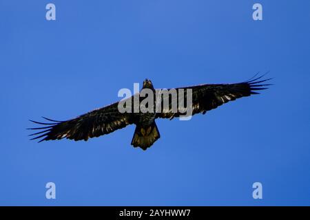 Junger Weißkopfseeadler fliegt Stockfoto
