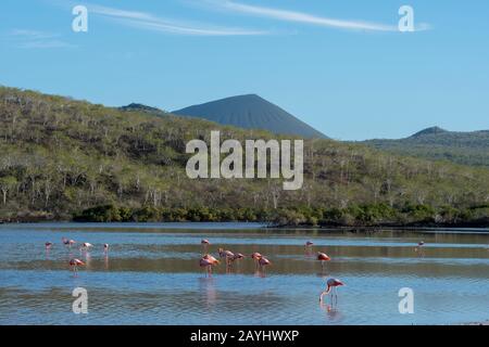 Größere Flamingos (Phönicopterus roseus), die in einer Lagune am Point Cormorant von Floreana Island im Galapagos-Nationalpark, Galapagos-Inseln, füttern Stockfoto