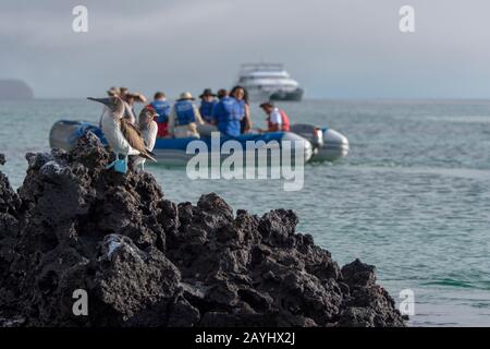 Touristen auf einem Tierkreisausflug fotografieren blaufüßige Boobies (Sula nebouxii) auf Lavafelsen in der Lagune an der Black Turtle Cove, Santa Cruz Stockfoto