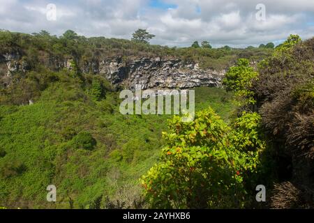 Ein Sinkloch (Zwillingskrater) im Scalesienwald (Mitglied der Familie Daisy oder der Asteraceae) im Hochland der Insel Santa Cruz in der Galapagos Isl Stockfoto