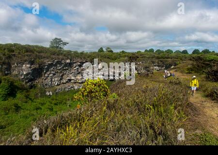 Ein Sinkloch (Zwillingskrater) im Scalesienwald (Mitglied der Familie Daisy oder der Asteraceae) im Hochland der Insel Santa Cruz in der Galapagos Isl Stockfoto