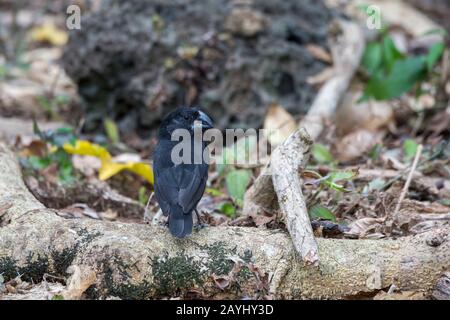 Eine große Bodenfinke (Geospiza magnifrostris) männlich im Hochland der Insel Santa Cruz auf den Galapagos-Inseln, Ecuador. Stockfoto