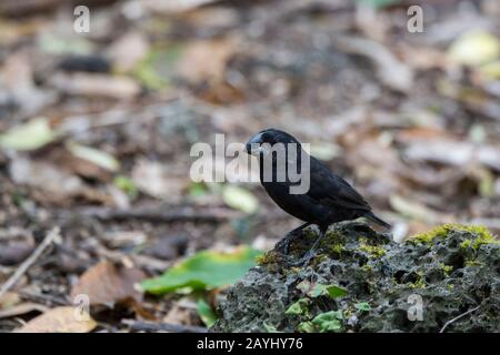 Eine große Bodenfinke (Geospiza magnifrostris) männlich im Hochland der Insel Santa Cruz auf den Galapagos-Inseln, Ecuador. Stockfoto
