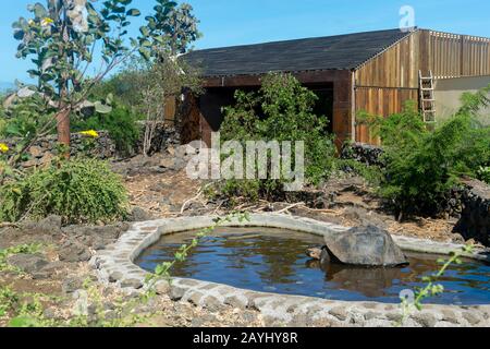 Eine Riesenschildkröte in einem Teich an der Forschungsstation Charles Darwin in Puerto Ayora auf der Insel Santa Cruz (Unermüdlich) auf den Galapagos-Inseln, Ecuad Stockfoto