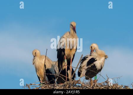 Weißstorch (Ciconia ciconia) juveniles in ihrem Nest am Vogelpark Pont de Grau, einem von der UNESCO ausgewiesenen Biosphärenreservat, in der Nähe von Sainte-Marie de la M Stockfoto