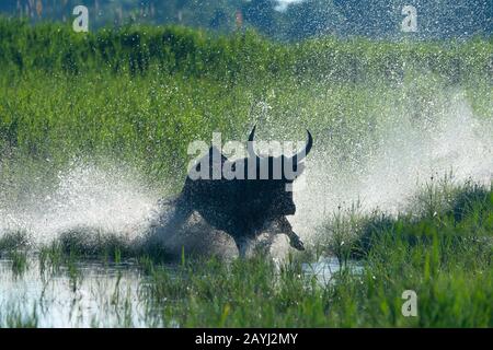 Ein Bulle der Camargue wird durch die Marschländer der Camargue in Südfrankreich herausgeführt. Stockfoto