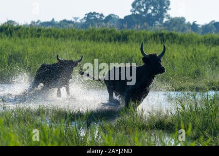 Camargue-Bullen laufen durch die Marschländer der Camargue in Südfrankreich. Stockfoto