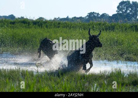 Camargue-Bullen laufen durch die Marschländer der Camargue in Südfrankreich. Stockfoto