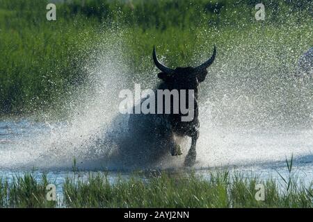 Durch die Marschländer der Camargue in Südfrankreich verläuft ein Bulle der Camargue. Stockfoto