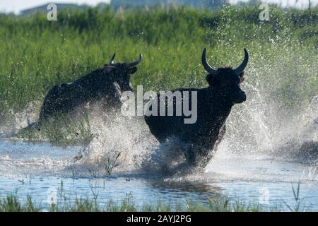 Camargue-Bullen laufen durch die Marschländer der Camargue in Südfrankreich. Stockfoto