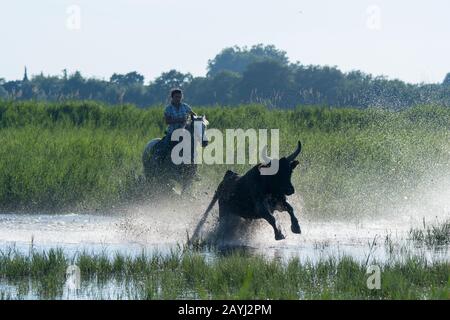 Ein Bulle der Camargue wird durch die Marschländer der Camargue in Südfrankreich herausgeführt. Stockfoto