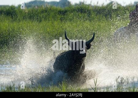 Ein Bulle der Camargue wird durch die Marschländer der Camargue in Südfrankreich herausgeführt. Stockfoto