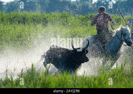 Ein Bulle der Camargue wird durch die Marschländer der Camargue in Südfrankreich herausgeführt. Stockfoto