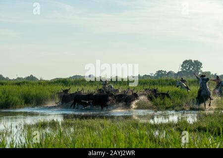 Eine Herde von Camargue-Bullen wird durch die Marschländer der Camargue in Südfrankreich herausgeführt. Stockfoto