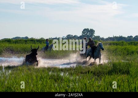 Ein Bulle der Camargue wird durch die Marschländer der Camargue in Südfrankreich herausgeführt. Stockfoto