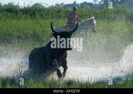 Ein Bulle der Camargue wird durch die Marschländer der Camargue in Südfrankreich herausgeführt. Stockfoto