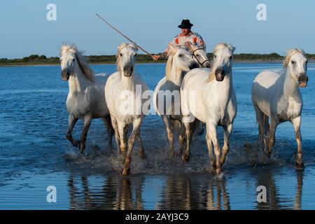 Wächter (Camargue Cowboys), die Camargue Pferde an einem Strand der Camargue in Südfrankreich herauspleißen. Stockfoto