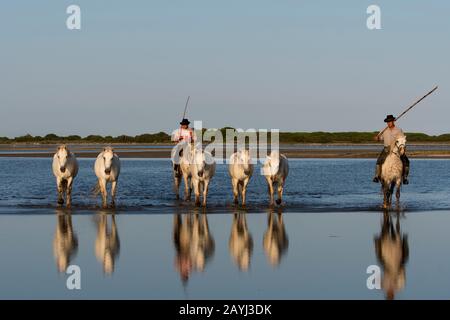 Wächter (Camargue Cowboys), die Camargue Pferde an einem Strand der Camargue in Südfrankreich herauspleißen. Stockfoto