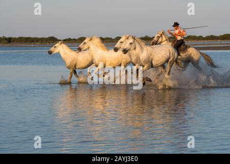 Wächter (Camargue Cowboys), die Camargue Pferde an einem Strand der Camargue in Südfrankreich herauspleißen. Stockfoto