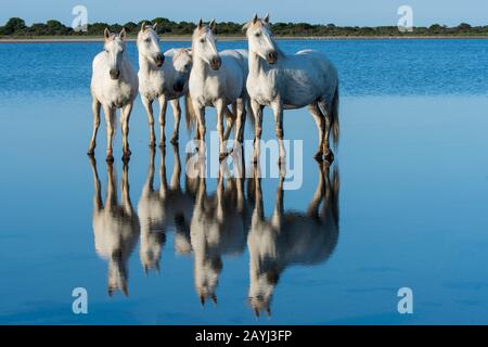 Camargue Pferde reflektieren im Wasser einer Lagune in der Camargue in Südfrankreich. Stockfoto