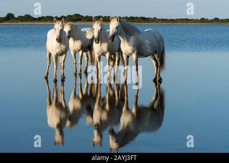 Camargue Pferde reflektieren im Wasser einer Lagune in der Camargue in Südfrankreich. Stockfoto