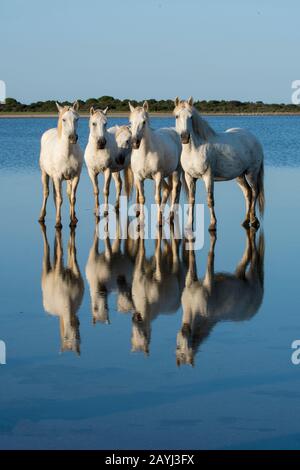 Camargue Pferde reflektieren im Wasser einer Lagune in der Camargue in Südfrankreich. Stockfoto