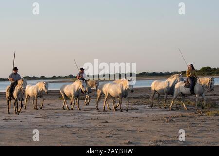 Wächter (Camargue Cowboys), die Camargue Pferde an einem Strand der Camargue in Südfrankreich herauspleißen. Stockfoto