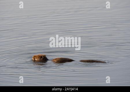 Der Coypu (Myocastor Coypus), auch Flussratte oder Nutria genannt, ist ein großer, herbivorer, semi-aquatischer Nagetier; hier schwimmend in einem See in der Cama Stockfoto