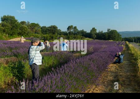 Mitglieder der Fototour (Run with the Wolfies) fotografieren ein Lavendelfeld mit dem Dorf Gordes in der Luberon, Provence-Alpen-Cote d Azur RE Stockfoto