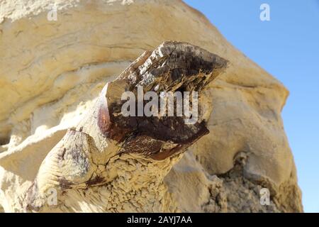 Versteinertes Holz in Bisti Badlands Valley of Dreams New Mexico USA Stockfoto