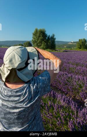 Ein Fototour-Mitglied (Run with the Wolfies) fotografiert ein Lavendelfeld mit in der Nähe des Dorfes Lacoste im Luberon, Provence-Alpen-Cote d Az Stockfoto