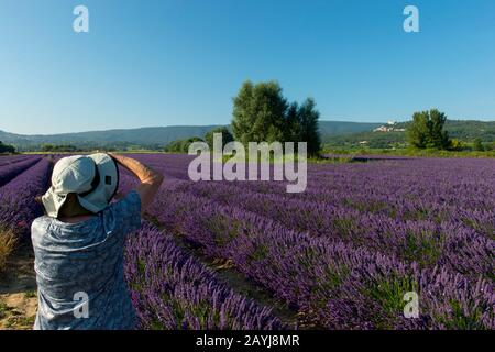 Ein Fototour-Mitglied (Run with the Wolfies) fotografiert ein Lavendelfeld mit in der Nähe des Dorfes Lacoste im Luberon, Provence-Alpen-Cote d Az Stockfoto