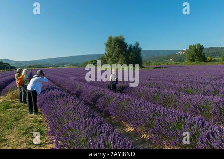 Mitglieder der Fototour (Run with the Wolfies) fotografieren ein Lavendelfeld mit der Nähe des Dorfes Lacoste in der Luberon, Provence-Alpen-Cote d Azur r Stockfoto