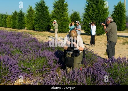 Mitglieder der Fototour (Run with the Wolfies) fotografieren ein Lavendelfeld mit der Nähe des Dorfes Lacoste in der Luberon, Provence-Alpen-Cote d Azur r Stockfoto