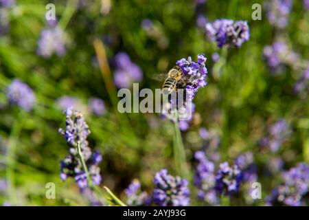 Honigbienen auf den Lavendelblüten im Ausstellungsgarten im Le Chateau du Bois-Lavender-Museum bei Gordes im Luberon, Provence-Alpen-Cote d A Stockfoto