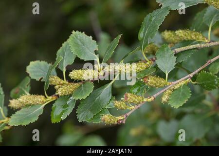 Arktische Zwergbirke (Betula humilis), mit Blättern und Katkins Stockfoto