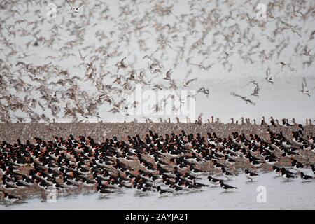 Palaearktischer Austercatcher (Haematopus ostralegus), Herde, die über die Küste fliegen, Großbritannien, England, Norfolk, The Wash Stockfoto