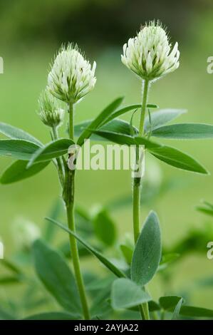 Ungarischer Klee (Trifolium Pannonicum), blühen Stockfoto