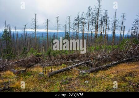 Fichtenwald am Brocken, Schäden von Rindenkäfern, Deutschland, Niedersachsen, Nationalpark Harz Stockfoto