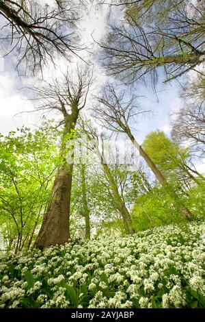 Ramson, Buchramm, wilder Knoblauch, Knoblauch mit breitem Schaft, Knoblauch aus Holz, Bärlauch (Allium ursinum), blüht in Neigebos, Belgien, Ostflandern, Neunove, Neigebos Stockfoto