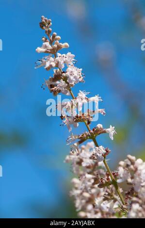 Breitblättriger Keuscher Baum, Breitblättriger Vitex (Vitex agnus-castus var. latifolius, Vitex agnus-castus 'Latifolius', Vitex agnus-castus Latifolius), blüht Stockfoto