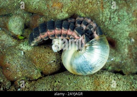 Kleiner Blitzkäfiger (Lamprohiza splendidula, Phausis splendidula), Larve fängt Schnecke, Deutschland Stockfoto