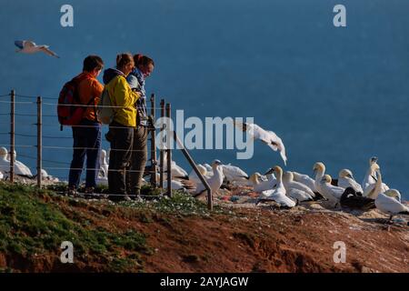 Nordgannett (Sula bassana, Morus bassanus), Touristen, die die Nistkolonie an den Klippen des Bunter Sandsteinfelsen betrachten, Deutschland, Schleswig-Holstein, Helgoland Stockfoto