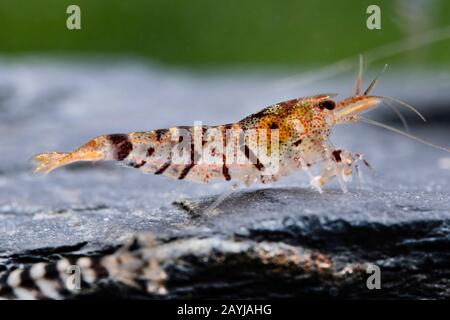 Tiger-Zwerggarnelen (Caridina mariae), im Aquarium Stockfoto