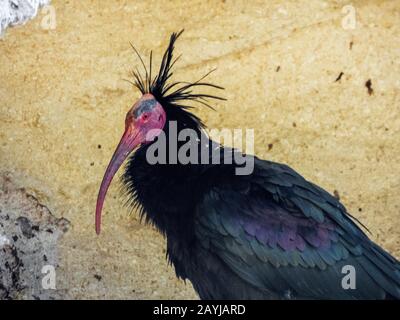 Einsiedler Ibis, Nothern Bald Ibis (Geronticus eremita), Halb-Längen-Porträt, Seitenansicht, Spanien, Cadiz, Vejer de la Frontera Stockfoto