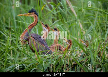 Purpurreiher (Ardea purpurea), ausgewachsener Vogel, der vier Jungvögel im Nest beobachtet, Seitenansicht, Deutschland, Bayern, Niederbayern, Niederbayern Stockfoto