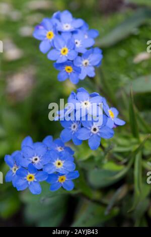 Alpine Forget-me-not (Myosotis alpestris), Blooming, Deutschland, Bayern Stockfoto