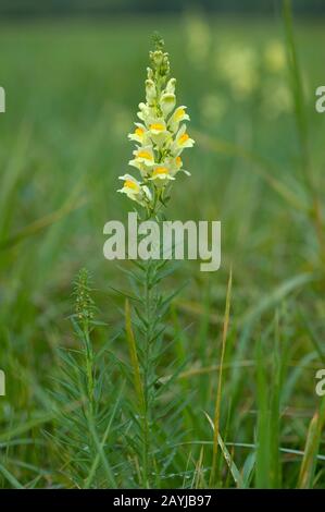 Gewöhnlicher Toadflachs, gelber Toadflachs, Ramsted, Butter und Eier (Linaria vulgaris), blühen, Deutschland Stockfoto