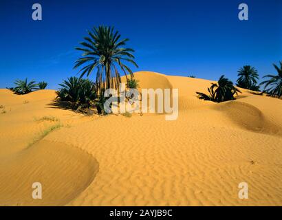 Dattelpalme (Phoenix Dactylifera), Oase mit Dattelpalmen, Tunesien Stockfoto